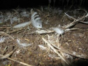 Feathers in litter