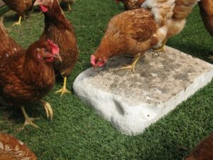 Whole pecking block