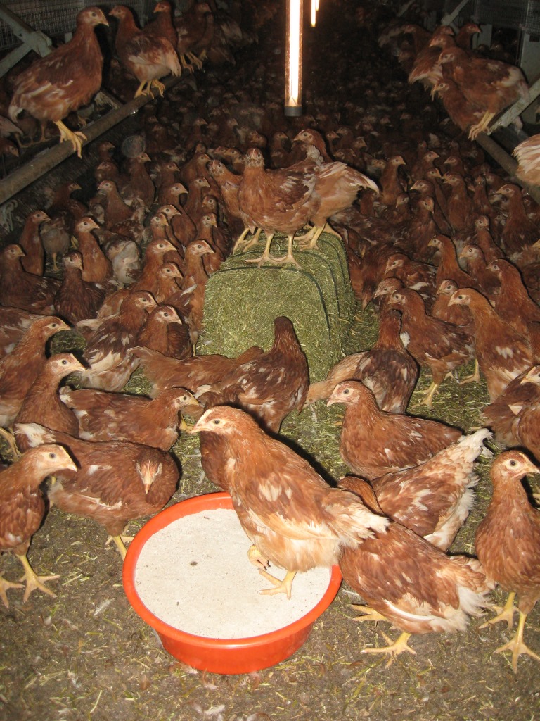 Pecking block