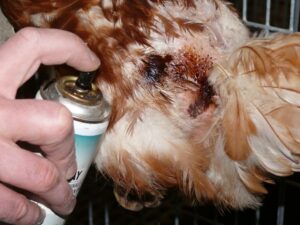 Wound spraying